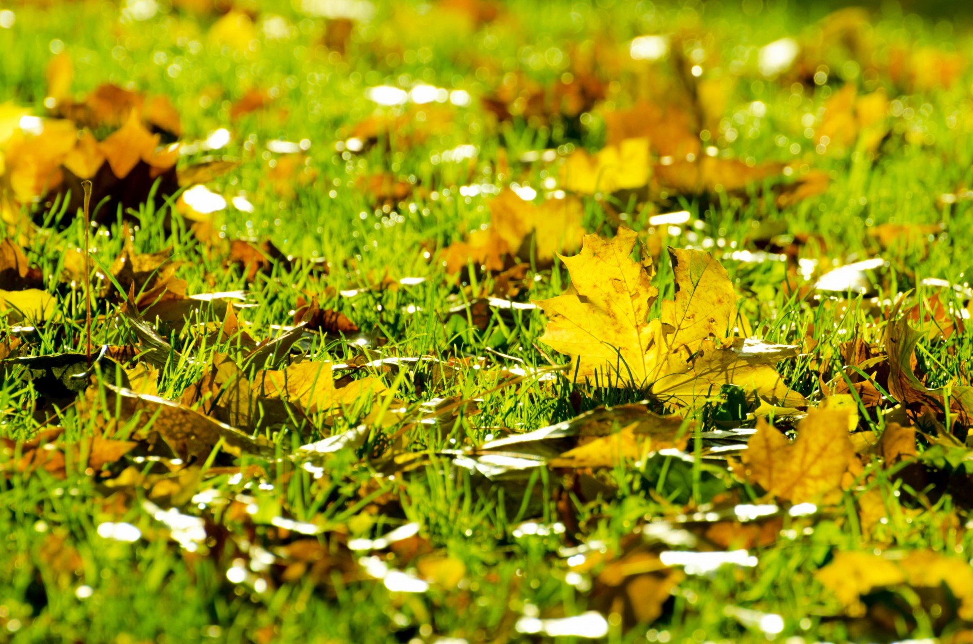 Растения Осенью Картинки