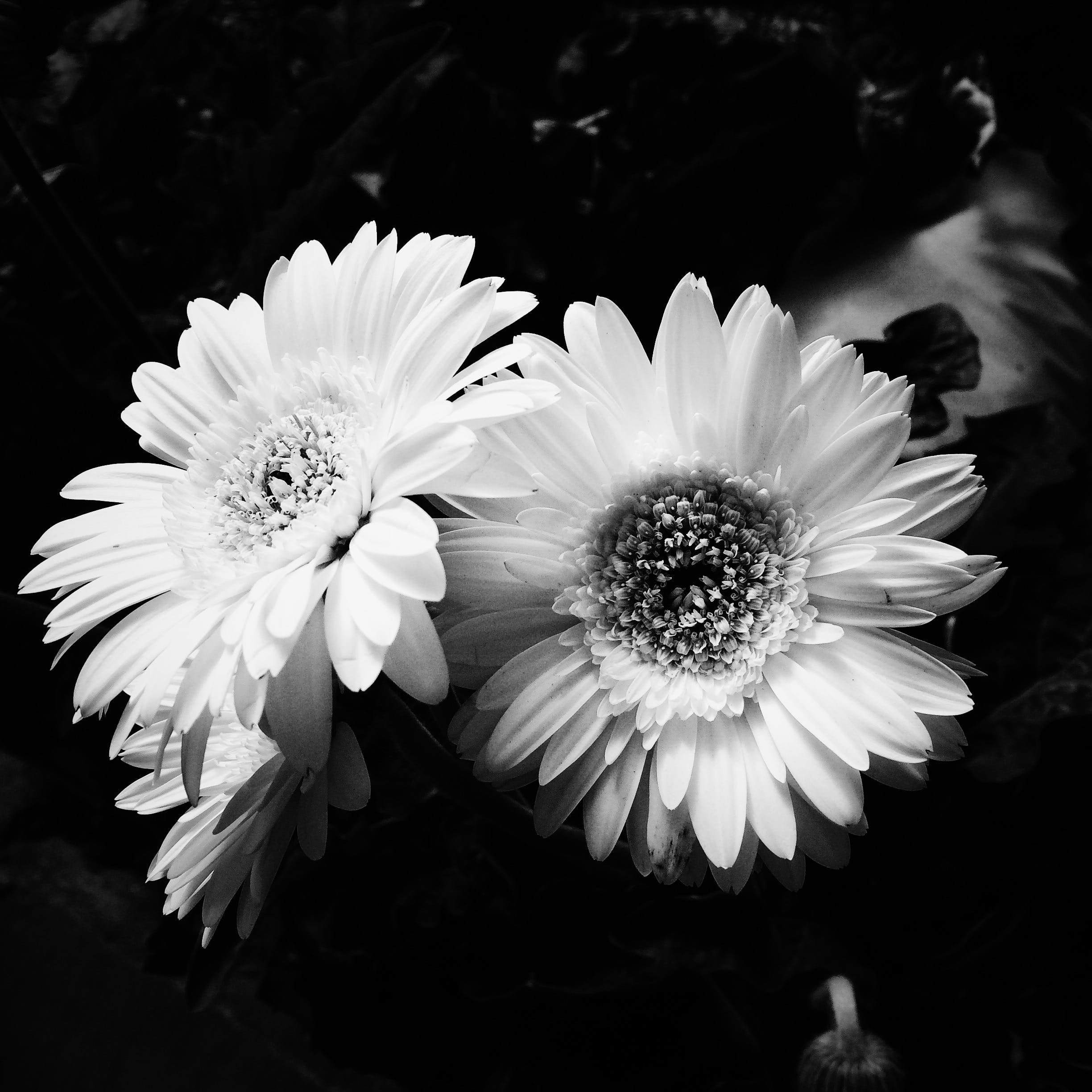 Машаня в черно-белых тонах - 55 фото