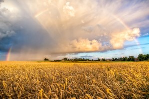 Поле пшеницы и небо
