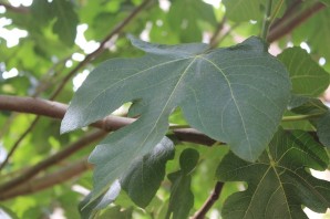Инжир дерево листья