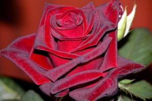 Бархатные сорта роз