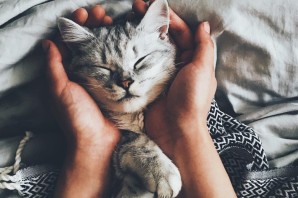 Кошка