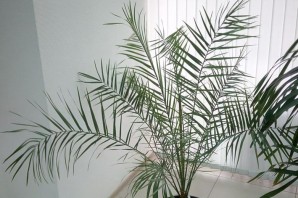 Финиковая пальма комнатная