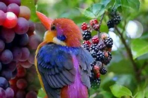 Красивые птички