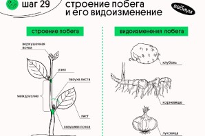 Междоузлие