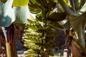 Банановая пальма в домашних условиях