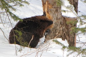 Бобер зимой
