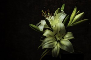 Черная лилия