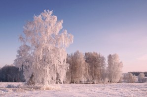 Береза зимой