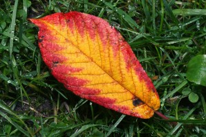 Лист черемухи осенью