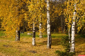 Дерево береза осенью