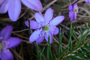Лесной цветок фиолетового цвета