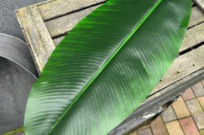 Листья банановой пальмы