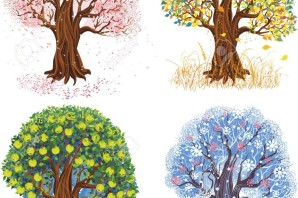 Деревья в разные времена года