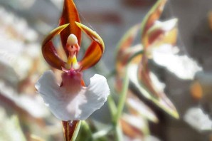 Орхидея балерина