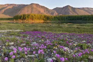 Флора байкала