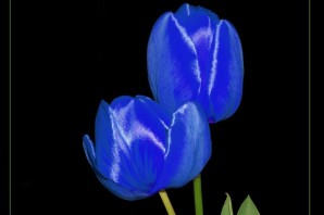 Голубой тюльпан цветок