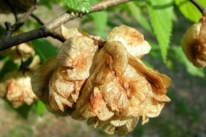 Плоды вяза