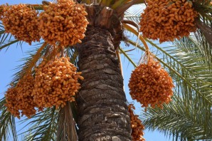 Желтый продолговатый плод пальмы