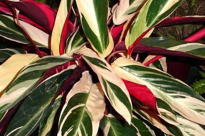 Комнатное растение с красно зелеными листьями