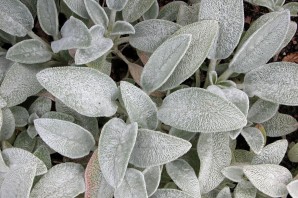 Горное растение с серебристыми листьями