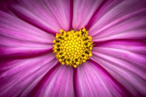 Фиолетовый цветочек