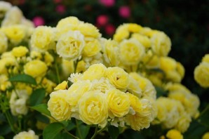 Роза голден бордер