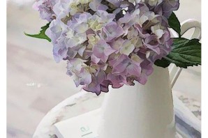 Цветы гортензия