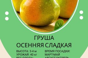 Груша осенняя