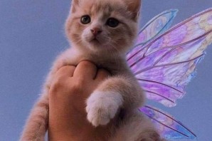 Красивые котики