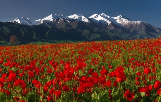 Горные тюльпаны Киргизии