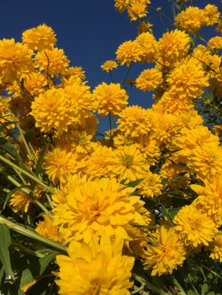 Желтые высокие цветы