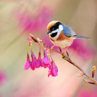 Птички красивые картинки