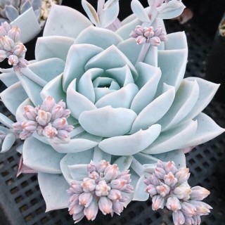 Суккулент