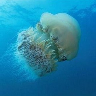 Номура медуза