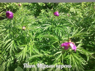 Марьин корень