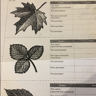 Жилкование