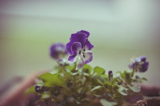 Фиалка снег и небо