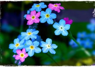 Маленькие разноцветные цветочки