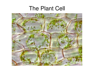 Клетка элодеи