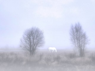 Лошадка ежик в тумане