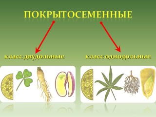 Покрытосеменные примеры