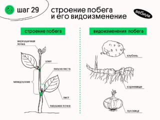 Междоузлие