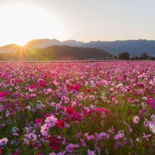 Розовые цветы в поле