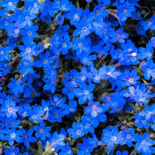 Маленькие синие цветочки