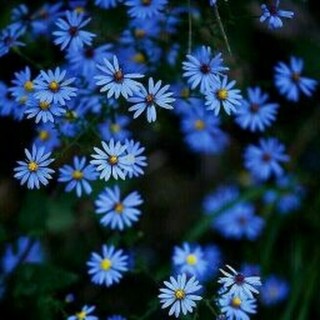 Полевые цветы голубого цвета