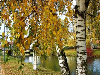 Березка осенью
