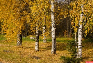 Дерево береза осенью