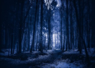 Темный лес фон