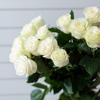 Белые розы на рабочий стол телефона